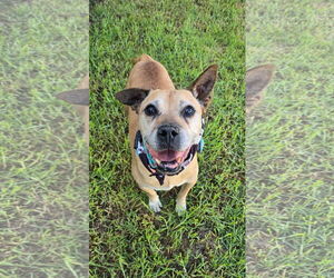 Jackson - Male American Pit Bull Terrier-Unknown Mix Dog for Adoption - Photo #3