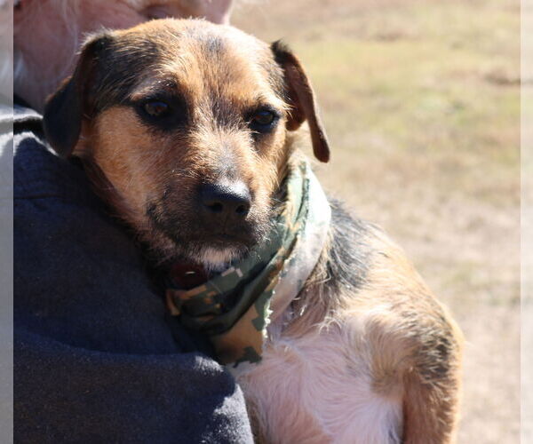 Medium Photo #5 Norfolk Terrier-Unknown Mix Puppy For Sale in Bandera, TX, USA