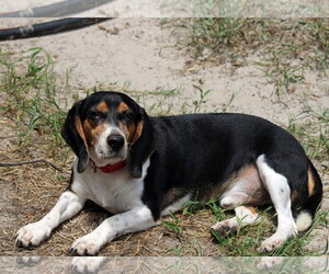 Beagle Dogs for adoption in Crescent City, FL, USA