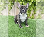Puppy 1 French Bulldog