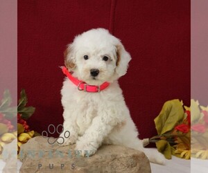 Goldendoodle (Miniature) Puppy for sale in GORDONVILLE, PA, USA
