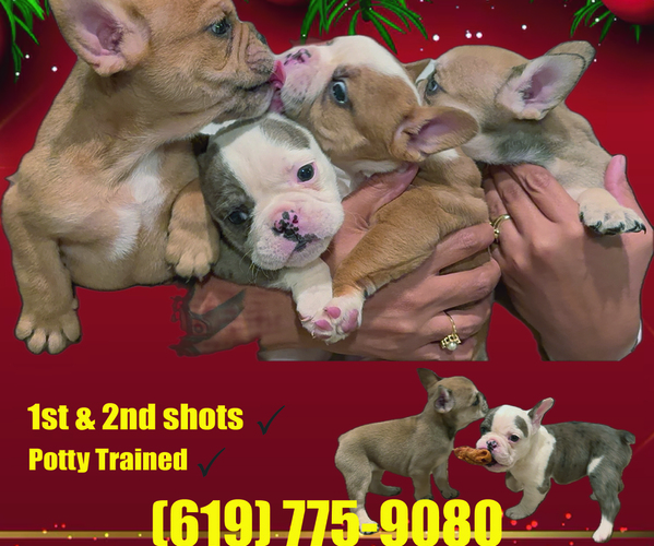 Medium Photo #1 French Bulldog Puppy For Sale in SAN DIEGO, CA, USA