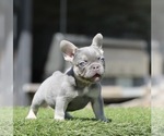 Small #1 French Bulldog
