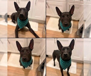 Jello - Male Mutt Dog for Adoption - Photo #2