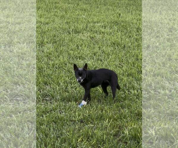 Medium Photo #1 Chipin Puppy For Sale in Euless, TX, USA