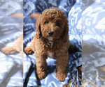 Small #2 Goldendoodle (Miniature)