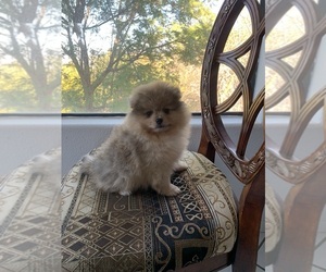 Pomeranian Puppy for sale in HEMET, CA, USA