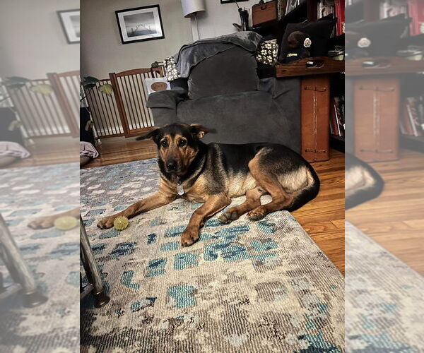 Medium Photo #1 Mutt Puppy For Sale in New York, NY, USA