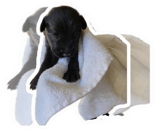 Medium Photo #8 Labradoodle Puppy For Sale in ALBUQUERQUE, NM, USA