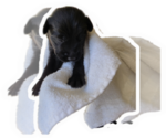Small #7 Labradoodle
