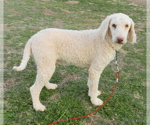 Father of the Australian Labradoodle puppies born on 05/12/2022