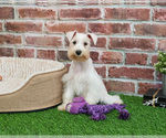 Small #2 Schnauzer (Miniature)