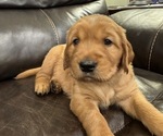Puppy Black Golden Retriever