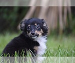 Image preview for Ad Listing. Nickname: Peanut Butter
