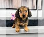 Small Photo #2 Dachshund Puppy For Sale in FRANKLIN, IN, USA