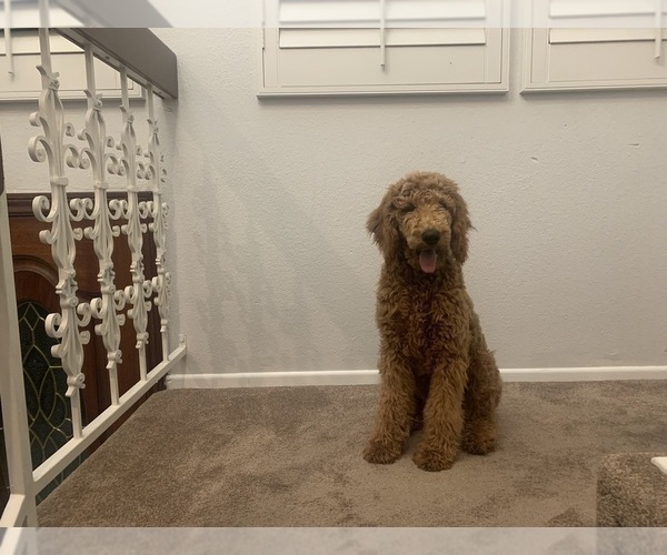 Medium Photo #40 Goldendoodle Puppy For Sale in HUNTINGTON BEACH, CA, USA