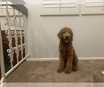 Small #39 Goldendoodle
