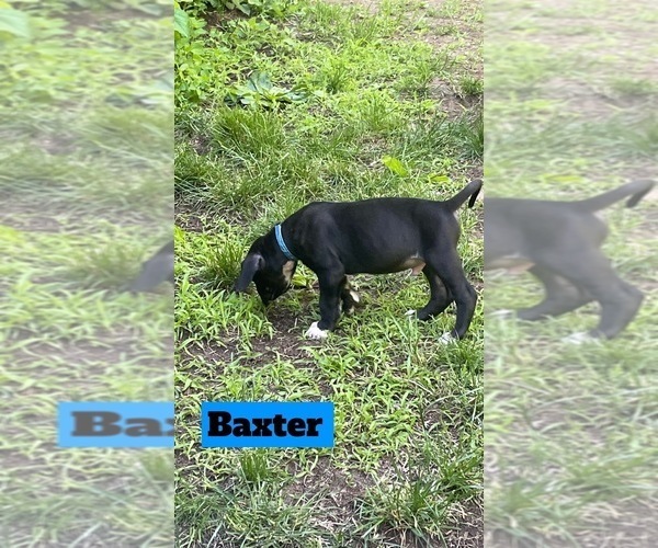 Medium Photo #1 Great Dane Puppy For Sale in TREMPEALEAU, WI, USA