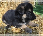 Small Photo #2 German Shepherd Dog Puppy For Sale in RICHMOND, IN, USA