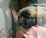 Small Photo #1 Pyrenean Mastiff Puppy For Sale in HENDERSONVLLE, NC, USA