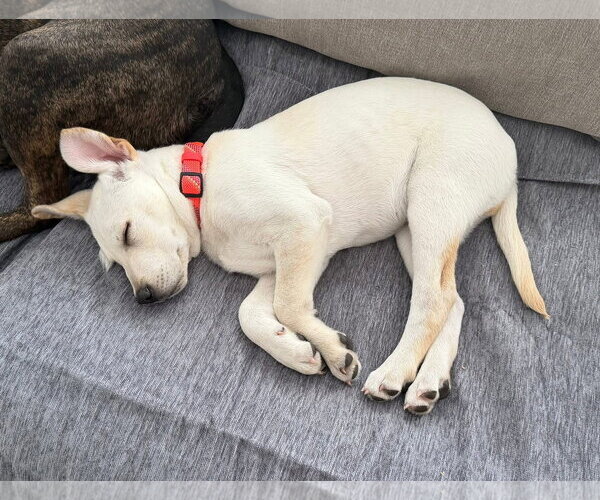 Medium Photo #5 Siberian Husky-Unknown Mix Puppy For Sale in Germantown, OH, USA