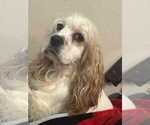 Small Photo #1 Cocker Spaniel Puppy For Sale in MARTIN, GA, USA