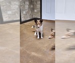 Small Photo #19 Shetland Sheepdog Puppy For Sale in GREENWOOD, WI, USA