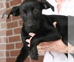 Small #3 Australian Shepherd Mix
