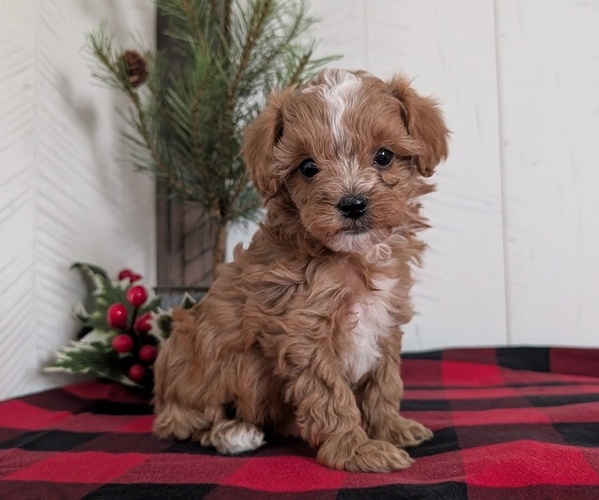 Medium Photo #44 Cavapoo (Miniature) Puppy For Sale in GOSHEN, IN, USA