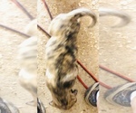 Small Photo #4 Presa Canario Puppy For Sale in MESA, AZ, USA