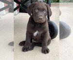 Small #2 Labrador Retriever