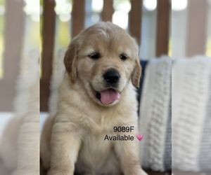 Golden Retriever Puppy for sale in LOCKWOOD, MO, USA