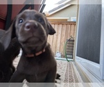 Small Photo #7 Labrador Retriever Puppy For Sale in TRACY, CA, USA