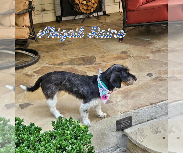 Medium Photo #3 Dachshund-Unknown Mix Puppy For Sale in San Antonio, TX, USA