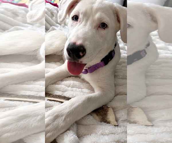 Medium Photo #3 American Pit Bull Terrier-Great Pyrenees Mix Puppy For Sale in Holly Springs, NC, USA