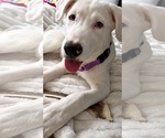 Small #2 American Pit Bull Terrier-Great Pyrenees Mix