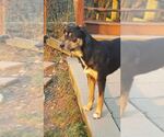 Small Australian Shepherd-German Shepherd Dog Mix