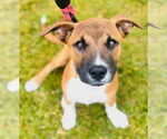 Small Boxer Mix