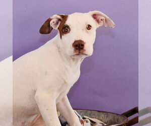 American Staffordshire Terrier-Border Collie Mix Dogs for adoption in Sheridan, CO, USA