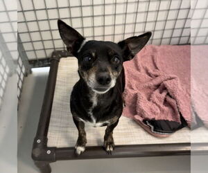 Chihuahua-Unknown Mix Dogs for adoption in Chico, CA, USA