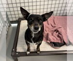 Small Chihuahua Mix