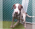 Small German Shorthaired Pointer