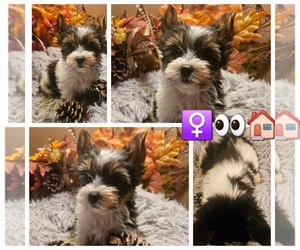 Yorkshire Terrier Puppy for sale in KATY, TX, USA