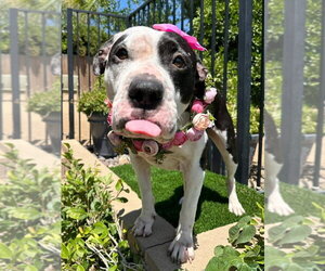 Clarabelle - Female American Pit Bull Terrier-Unknown Mix Dog for Adoption - Photo #4