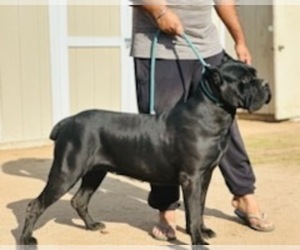 Father of the Cane Corso puppies born on 10/05/2022