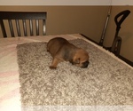 Small Photo #2 American Bully Mikelands  Puppy For Sale in BLADENSBURG, MD, USA