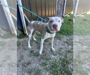 Lincoln - Male Mutt Dog for Adoption - Photo #3
