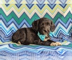 Small Photo #3 Cocker Spaniel-Unknown Mix Puppy For Sale in CHRISTIANA, PA, USA