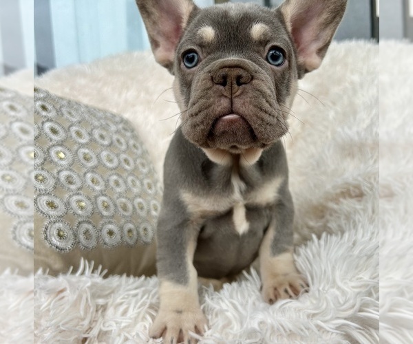 Medium Photo #2 French Bulldog Puppy For Sale in FORT LAUDERDALE, FL, USA