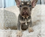 Small #1 French Bulldog
